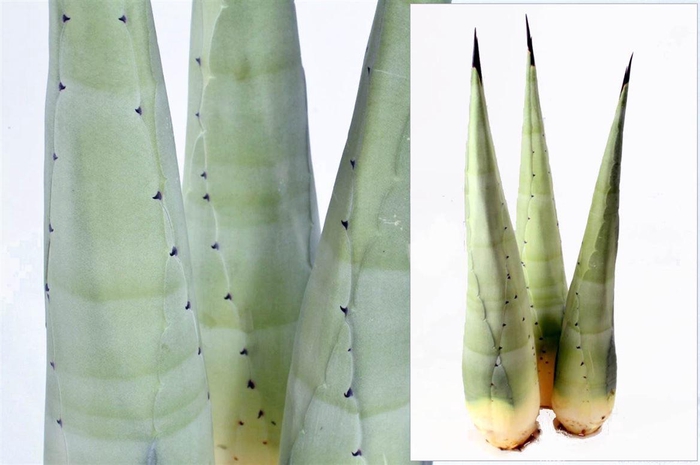 <h4>Agave Americana Heart</h4>