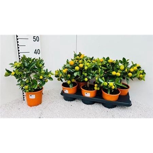Citr Microcarpa 15 Fruits