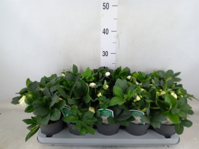 <h4>Helleborus niger 'Christmas Carol'</h4>