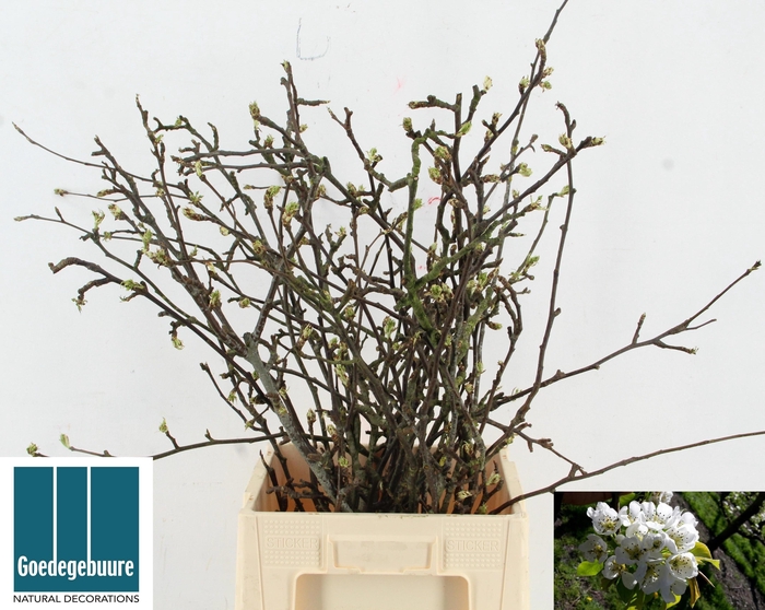 <h4>DECOGROEN OV</h4>