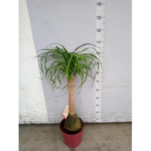 Beaucarnea recurvata