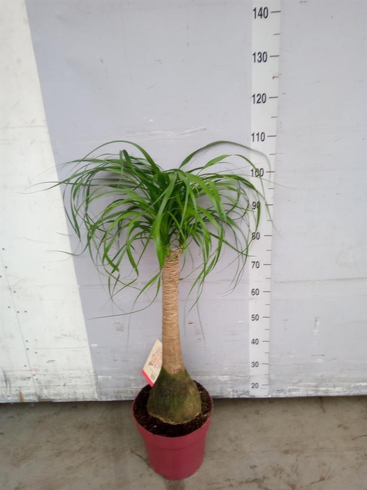 <h4>Beaucarnea recurvata</h4>