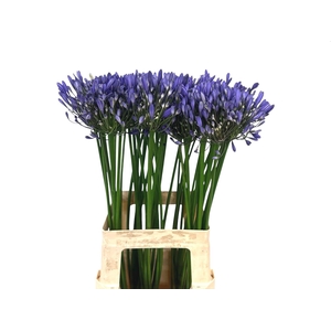 AGAPANTHUS  'INTERMEDIUS'