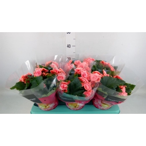 Begonia elat. DU 'Borias'