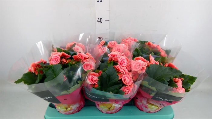 <h4>Begonia elat. DU 'Borias'</h4>