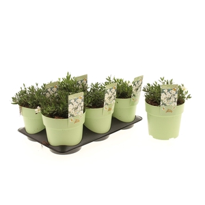 Arenaria Summer White