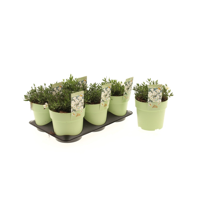 <h4>Arenaria Summer White</h4>