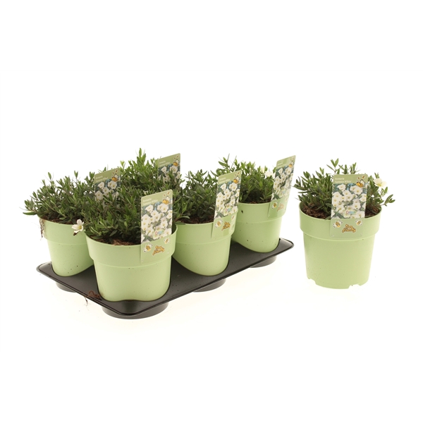 Arenaria Summer White