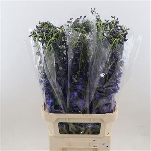 Delphinium single Sea Waltz