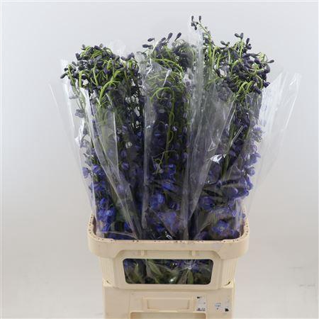 <h4>Delphinium single Sea Waltz</h4>