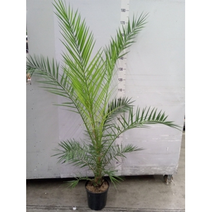 Phoenix canariensis