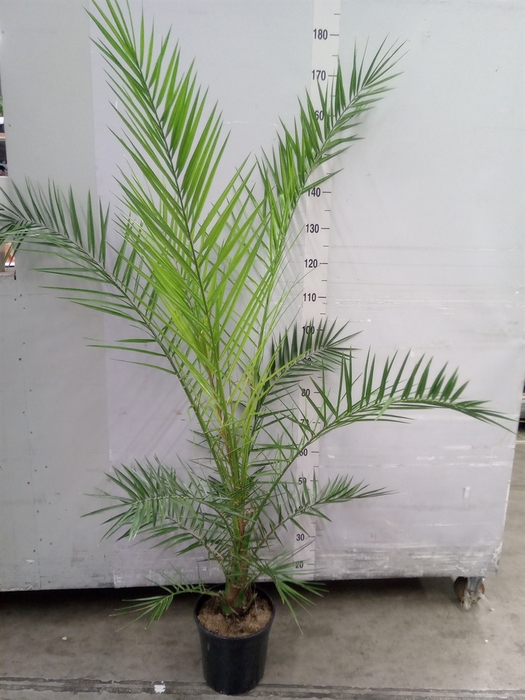 <h4>Phoenix canariensis</h4>