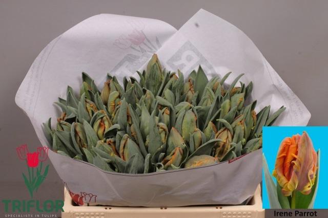 <h4>TU PA IRENE PARROT</h4>