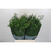 Asparagus Umbellatus