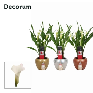 Zantedeschia (Calla) Wit in Ompot Melanie KERST (Decorum)