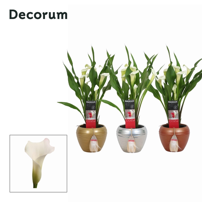 <h4>Zantedeschia (Calla) Wit in Ompot Melanie KERST (Decorum)</h4>