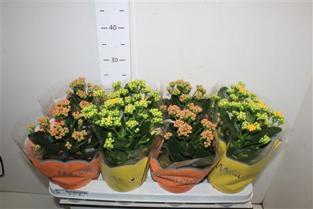 <h4>Kal Ge Gem 3 Kl 12cm Pot</h4>