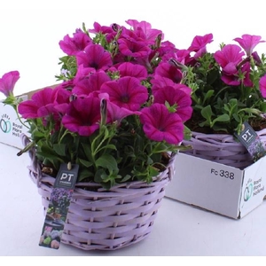ARR TUINPLANTEN
