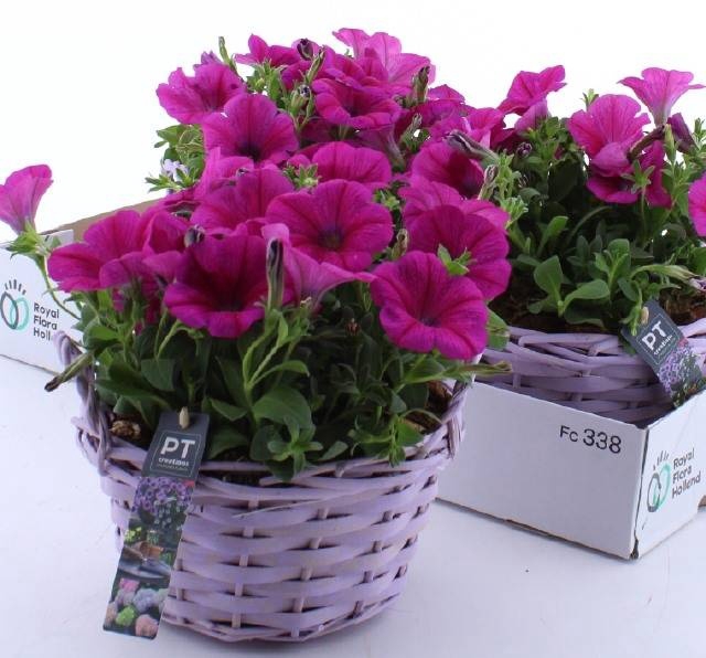 <h4>ARR TUINPLANTEN</h4>