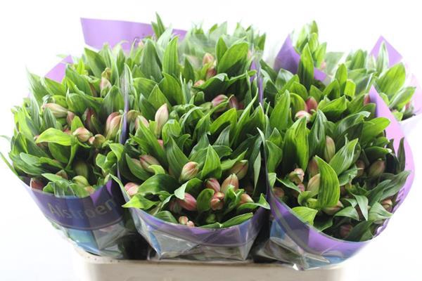 <h4>Alstr Panorama</h4>