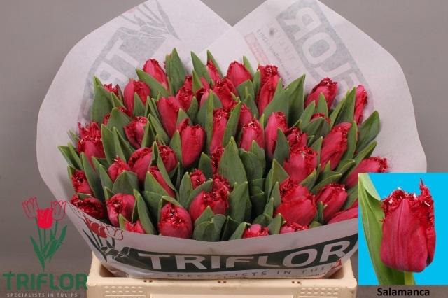 <h4>TU FR SALAMANCA</h4>