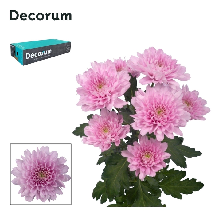 Chrysanthemum (Indicum Grp) tros Kalimba