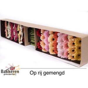GE MI OP RIJ GEM