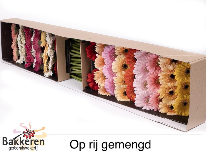 <h4>GE MI OP RIJ GEM</h4>
