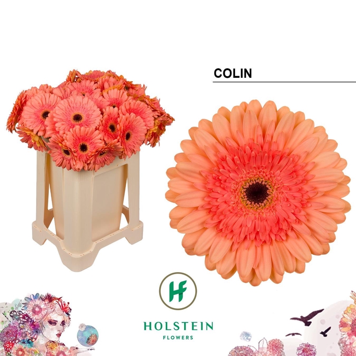 <h4>GE GR COLIN</h4>