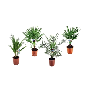 Palm mix