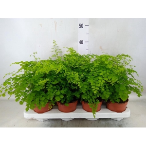 Adiantum raddi. 'Fragrans'
