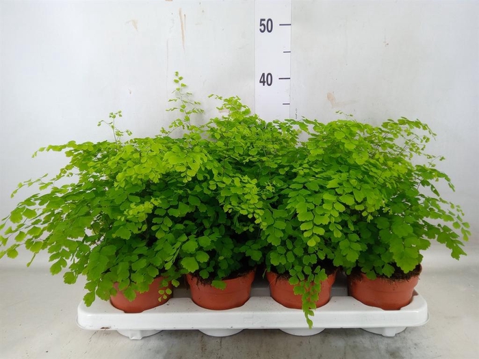 <h4>Adiantum raddi. 'Fragrans'</h4>