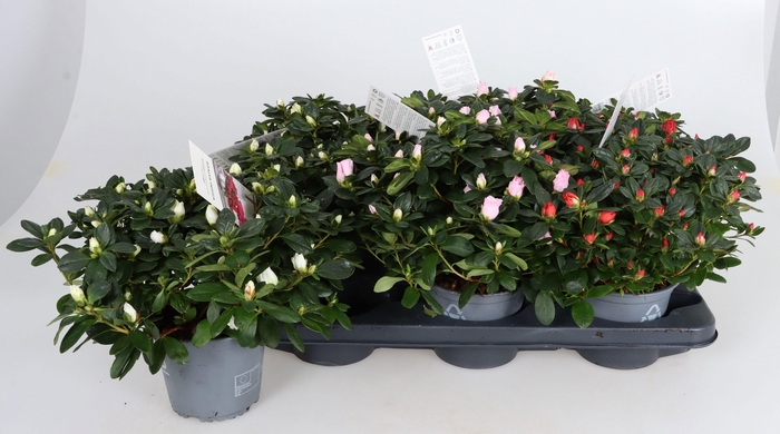 <h4>RHODO SI GEM</h4>