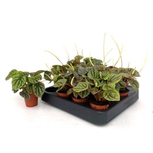 Peperomia Caperata 5,5Ø 15cm