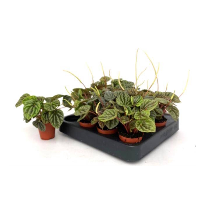 <h4>Peperomia Caperata 5,5Ø 15cm</h4>