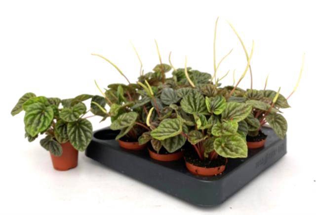 Peperomia Caperata 5,5Ø 15cm