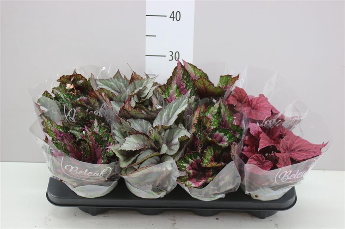 <h4>Begonia Blad Beleaf Gemengd</h4>