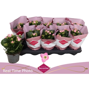 KAL EN BEL ROSA PINK