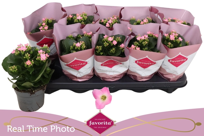 <h4>KAL EN BEL ROSA PINK</h4>