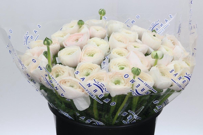 <h4>Ranunculus Clooney Hanoi Super</h4>