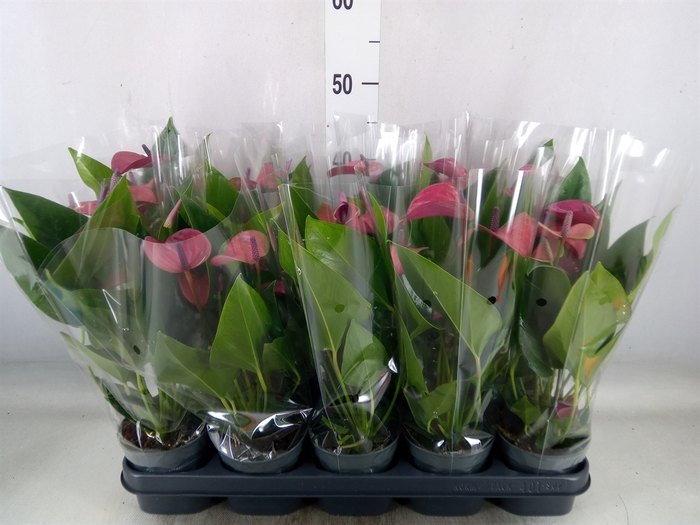 <h4>Anthurium andr. 'Pure Purple'</h4>