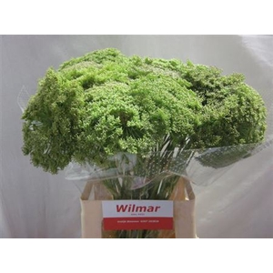 AMMI VIS GREEN MIST