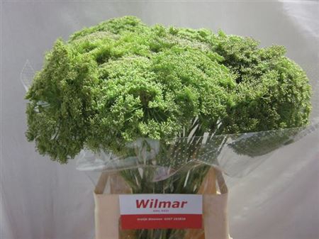 AMMI VIS GREEN MIST