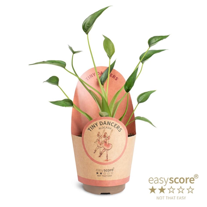 <h4>ALOCASIA HYBRID P11 DYNY DANCERS PAPER</h4>