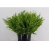 CONIFEER GOLDCREST PER STEM