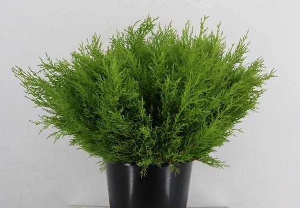 CONIFEER GOLDCREST PER STEM