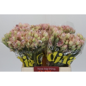SERR BRIDAL PINK