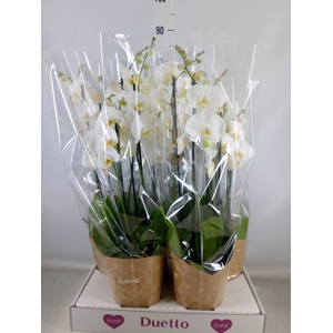 Phalaenopsis  'Ant Oxford'