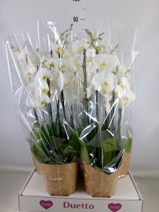 <h4>Phalaenopsis  'Ant Oxford'</h4>