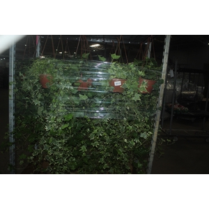 HEDERA VARIADO C21 MIN 100 CM PENDENTE